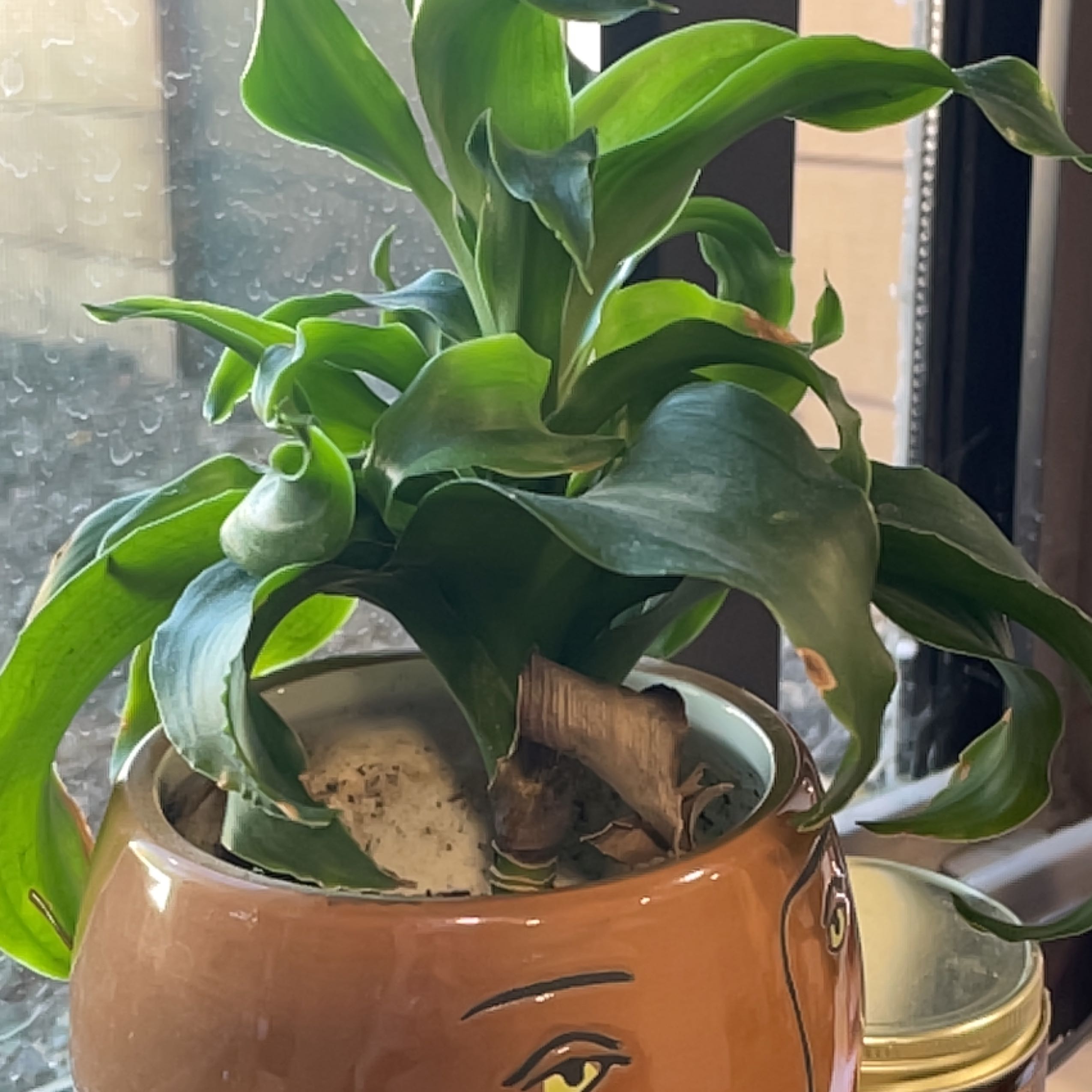 Basket Plant in a decorative pot near a window with a single brown leaf at the base.