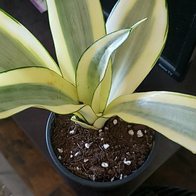 Photo of the plant species Ghost Snake Plant by @BossExobasidium named Bella on Greg, the plant care app