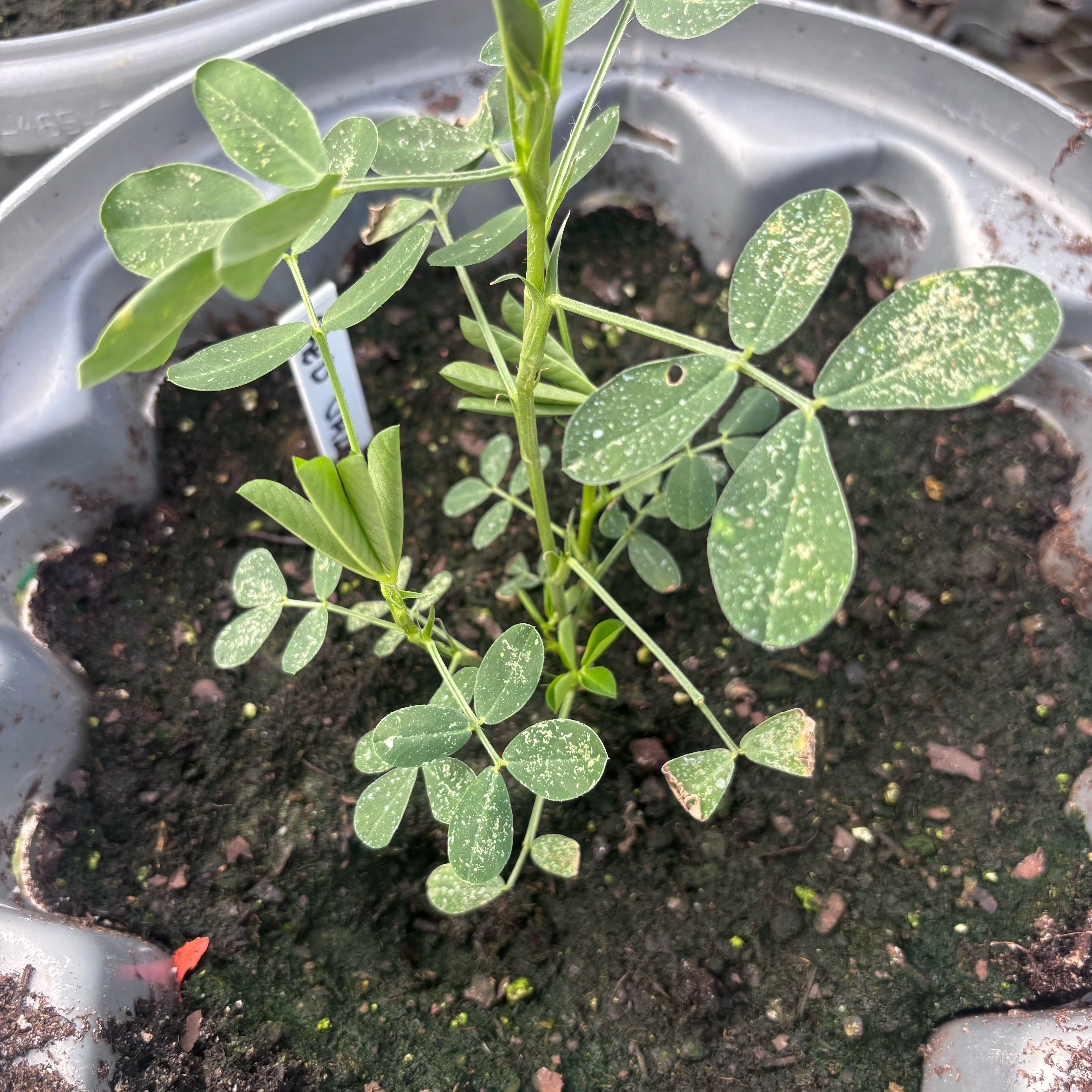 Photo of the plant species Sicklepod by @BreezyChayote87 named Khaleesi on Greg, the plant care app