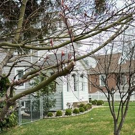 Photo of the plant species Shaving Brush Tree by @HeroSpurgeolive named Achilles on Greg, the plant care app