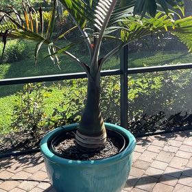 Photo of the plant species Champagne Palm by @MichaelD named Kobe on Greg, the plant care app