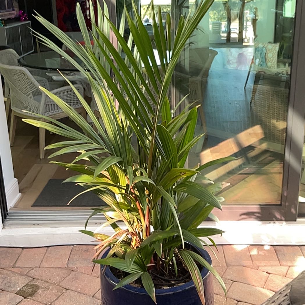 Photo of the plant species Cyrtostachys excelsa by @MichaelD named Remington on Greg, the plant care app