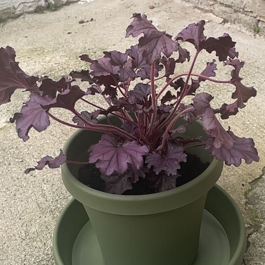 Photo of the plant species Heuchera 'Forever Purple' by @NewPlantMom01 named Veronica on Greg, the plant care app