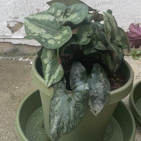 Photo of the plant species Chinese Wild Ginger by @NewPlantMom01 named Weasley on Greg, the plant care app