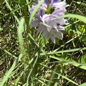 Photo of the plant species Lemon Bergamot by @ZappyRoussea61 named Figyonce on Greg, the plant care app
