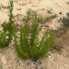 Photo of the plant species Dog Fennel by @ZappyRoussea61 named Oscar on Greg, the plant care app