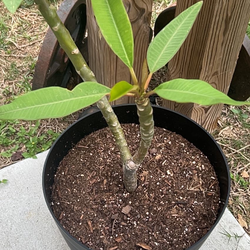 Photo of the plant species PLUMERIA by @NovelDracopis39 named Daphne on Greg, the plant care app