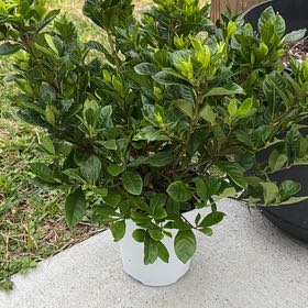 Photo of the plant species Gardenia by @NovelDracopis39 named Luna on Greg, the plant care app