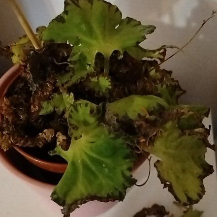 Photo of the plant species Rex Begonia Jive by @HonestLuronium named Rex on Greg, the plant care app