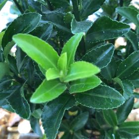 Photo of the plant species Green Spire Euonymus by @WillAloepepe56 named Terra on Greg, the plant care app