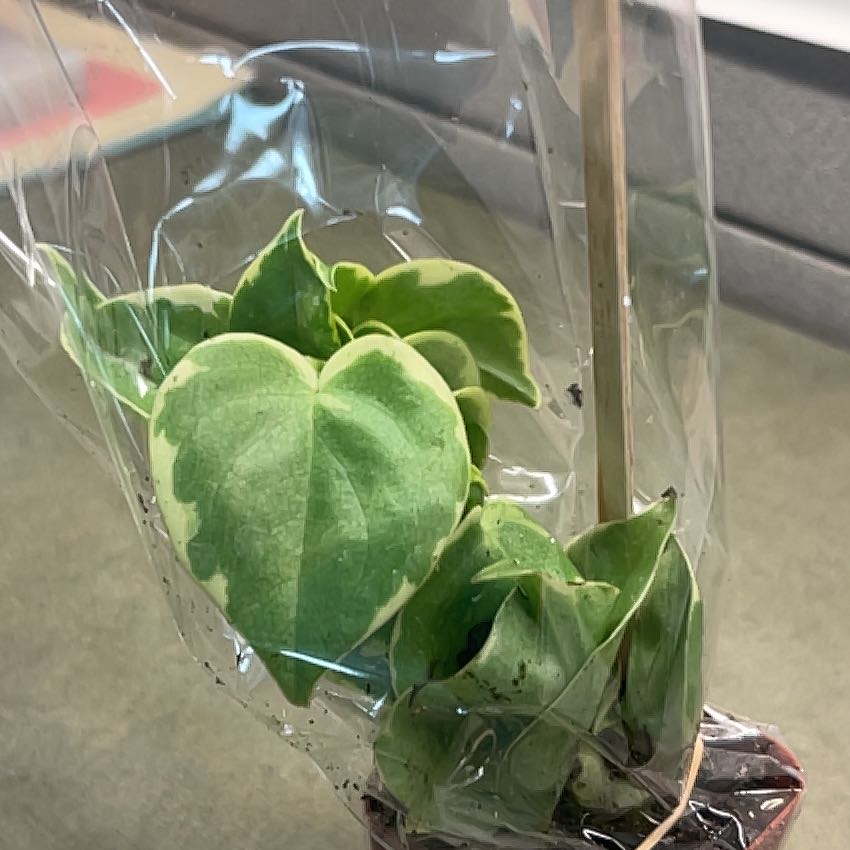 Photo of the plant species Epipremnum 'Njoy' by @LuminousMayten named Rihanna on Greg, the plant care app