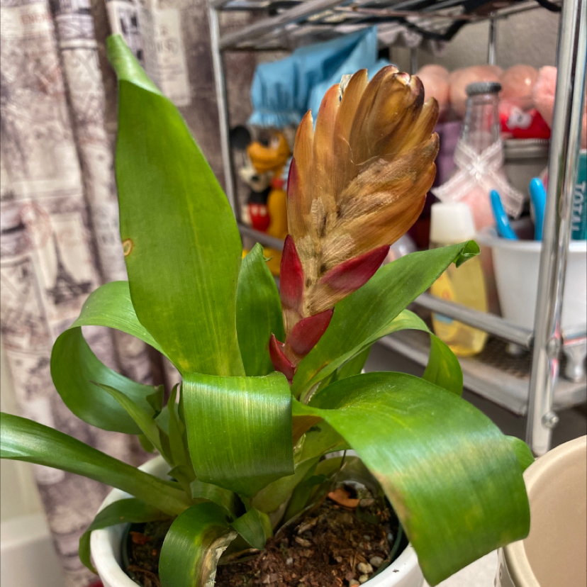 Flaming Sword Bromeliad with green leaves and browning flower spike in a pot.