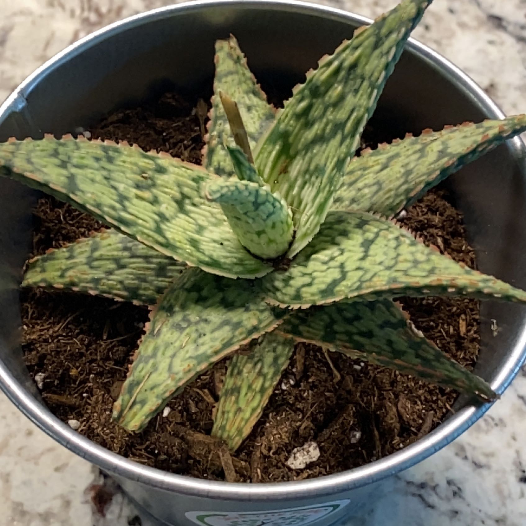 Broad-Leaved Aloe plant in a pot with visible soil, well-framed and in focus.
