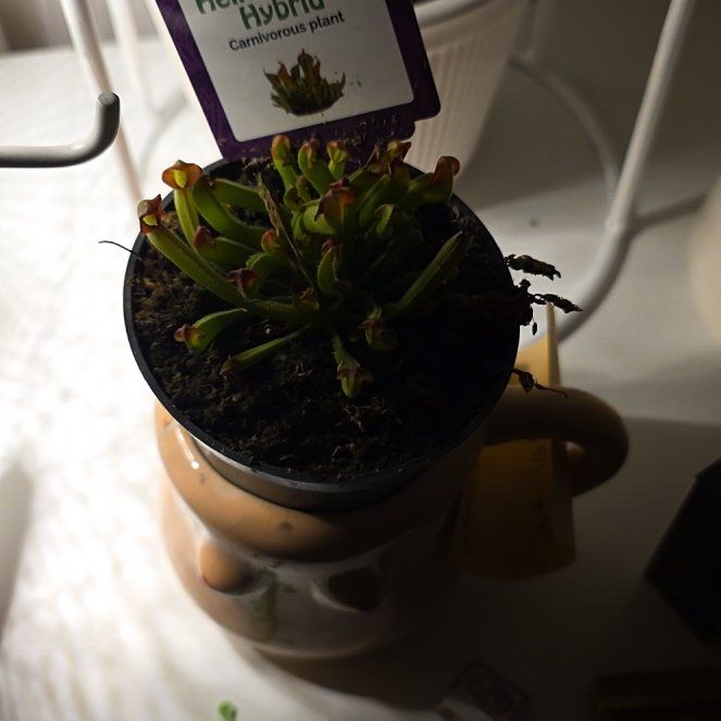 Plant care for Ahles' Pitcher Plant on Greg, the plant care app