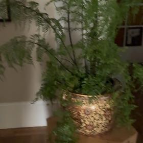 Photo of the plant species Mother Fern by @ExecPowderpuff named mother on Greg, the plant care app