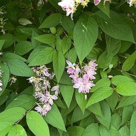 Photo of the plant species Beauty Bush by @UniqueFrithia54 named Bigleef Smalls on Greg, the plant care app