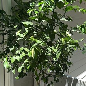 Photo of the plant species Meyer Lemon by @MercifulApricot named Perch on Greg, the plant care app