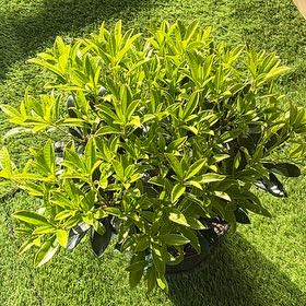 Photo of the plant species Reeve's Skimmia by @FancyCamellia55 named Rihanna on Greg, the plant care app