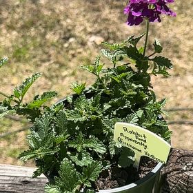 Photo of the plant species Firehouse Burgundy Verbena by @ExclusiveGrass9 named Rabbit food on Greg, the plant care app