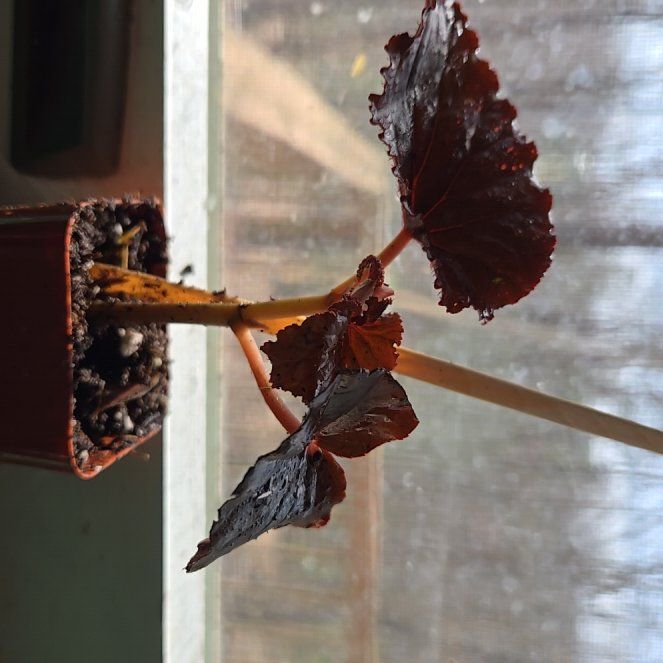 Photo of the plant species Nerve Plant by @SuperduperGrass named Oscar on Greg, the plant care app