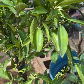 Photo of the plant species Clementine by @StockyHawkswing named Hemingway on Greg, the plant care app