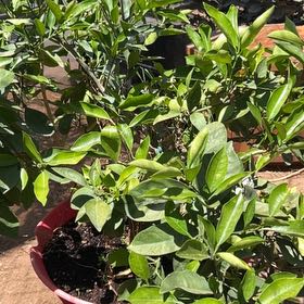 Photo of the plant species Blood Orange by @StockyHawkswing named Mollie on Greg, the plant care app