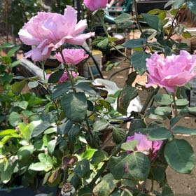 Photo of the plant species Angel face by @StockyHawkswing named Achilles on Greg, the plant care app