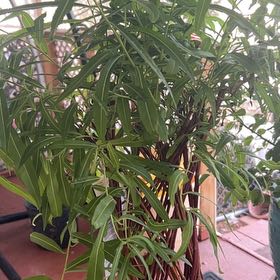Photo of the plant species braided willow by @StockyHawkswing named Sherlock on Greg, the plant care app