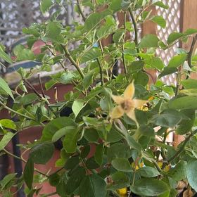 Photo of the plant species Coat of Many Colors Rose Bush by @StockyHawkswing named Marilyn on Greg, the plant care app