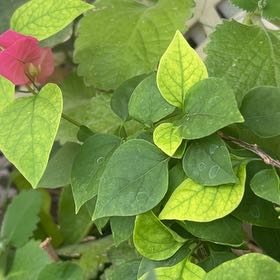 Photo of the plant species Bougainvillea by @StockyHawkswing named Bruce Lee on Greg, the plant care app