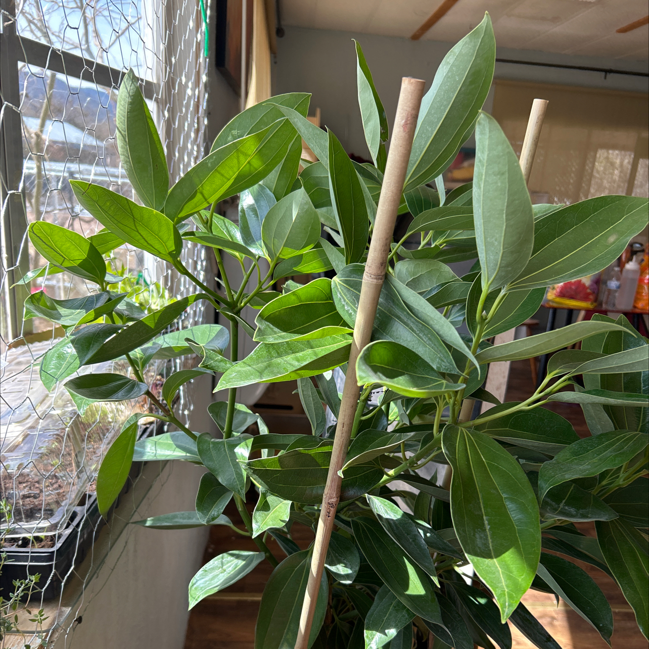 Photo of the plant species Cinnamon by @StockyHawkswing named Beckham on Greg, the plant care app