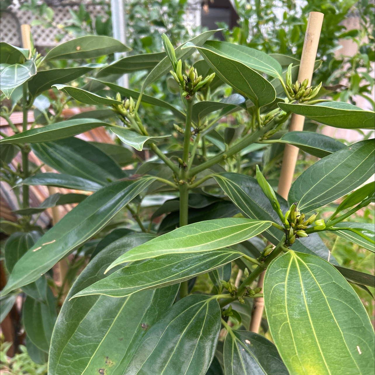 Photo of the plant species Cinnamon by @StockyHawkswing named Cinnamon on Greg, the plant care app