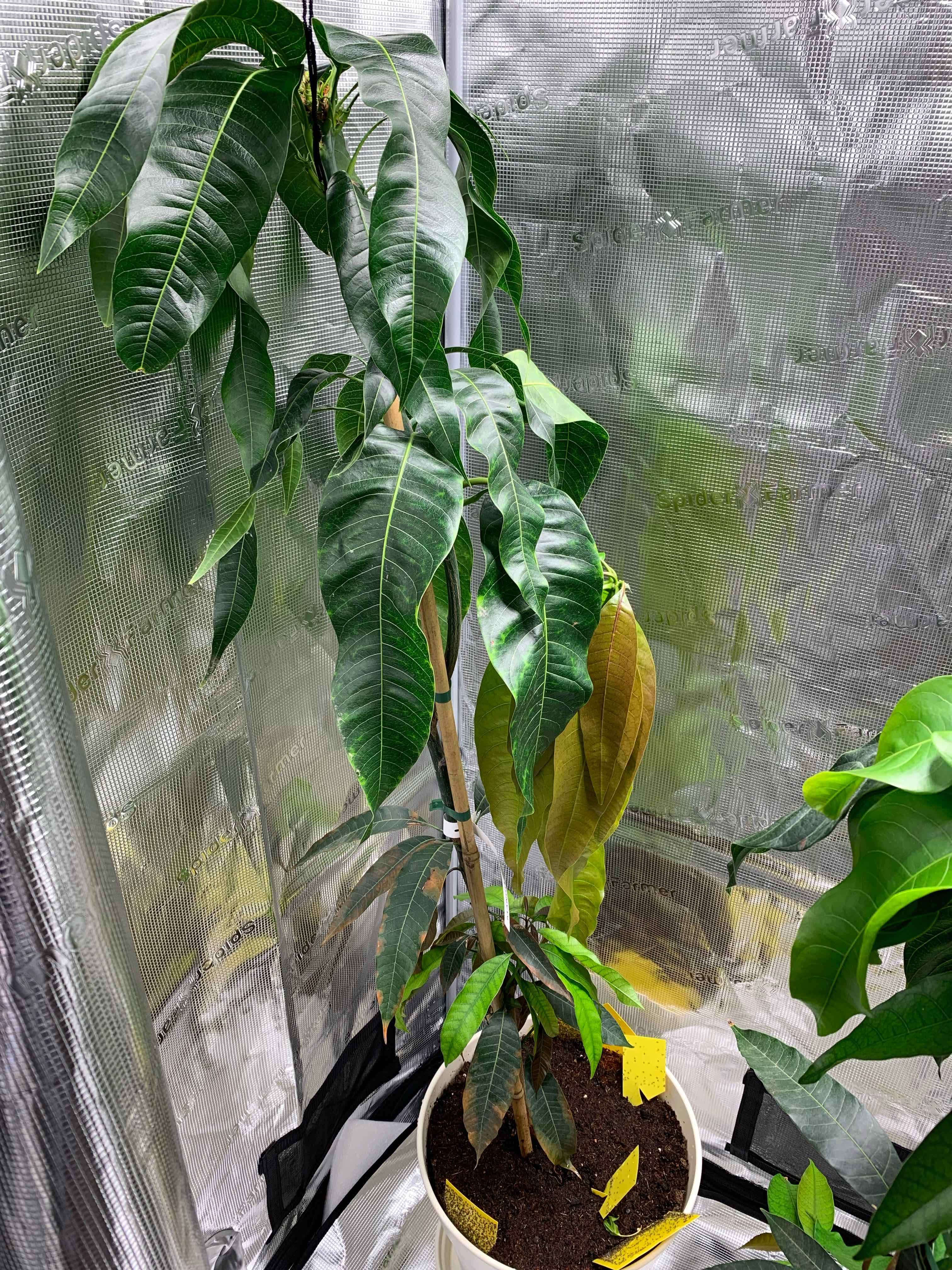 Photo of the plant species Keitt Mango Tree by @b00kw00d named Franz on Greg, the plant care app