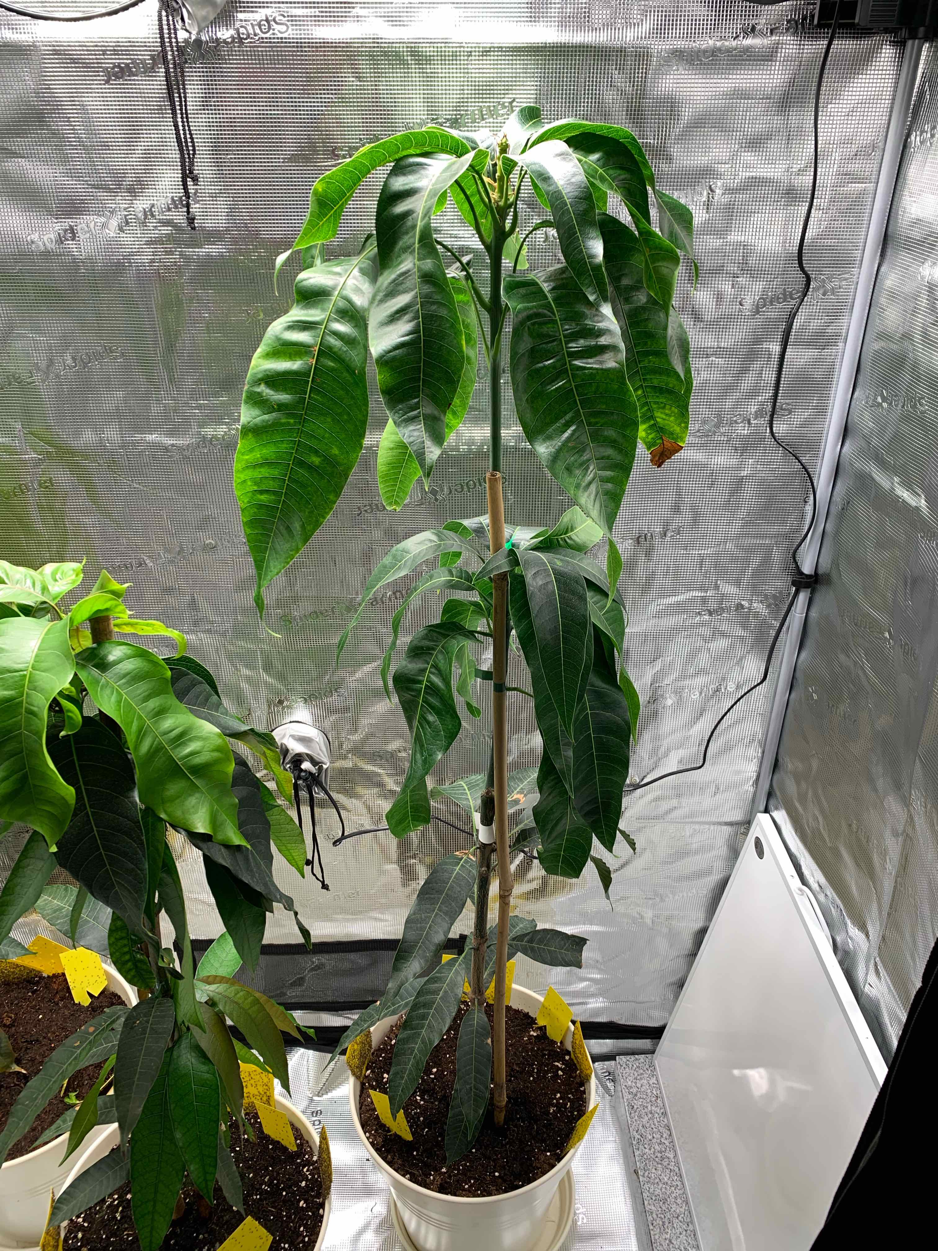 Photo of the plant species Keitt Mango Tree by @b00kw00d named Sepp on Greg, the plant care app