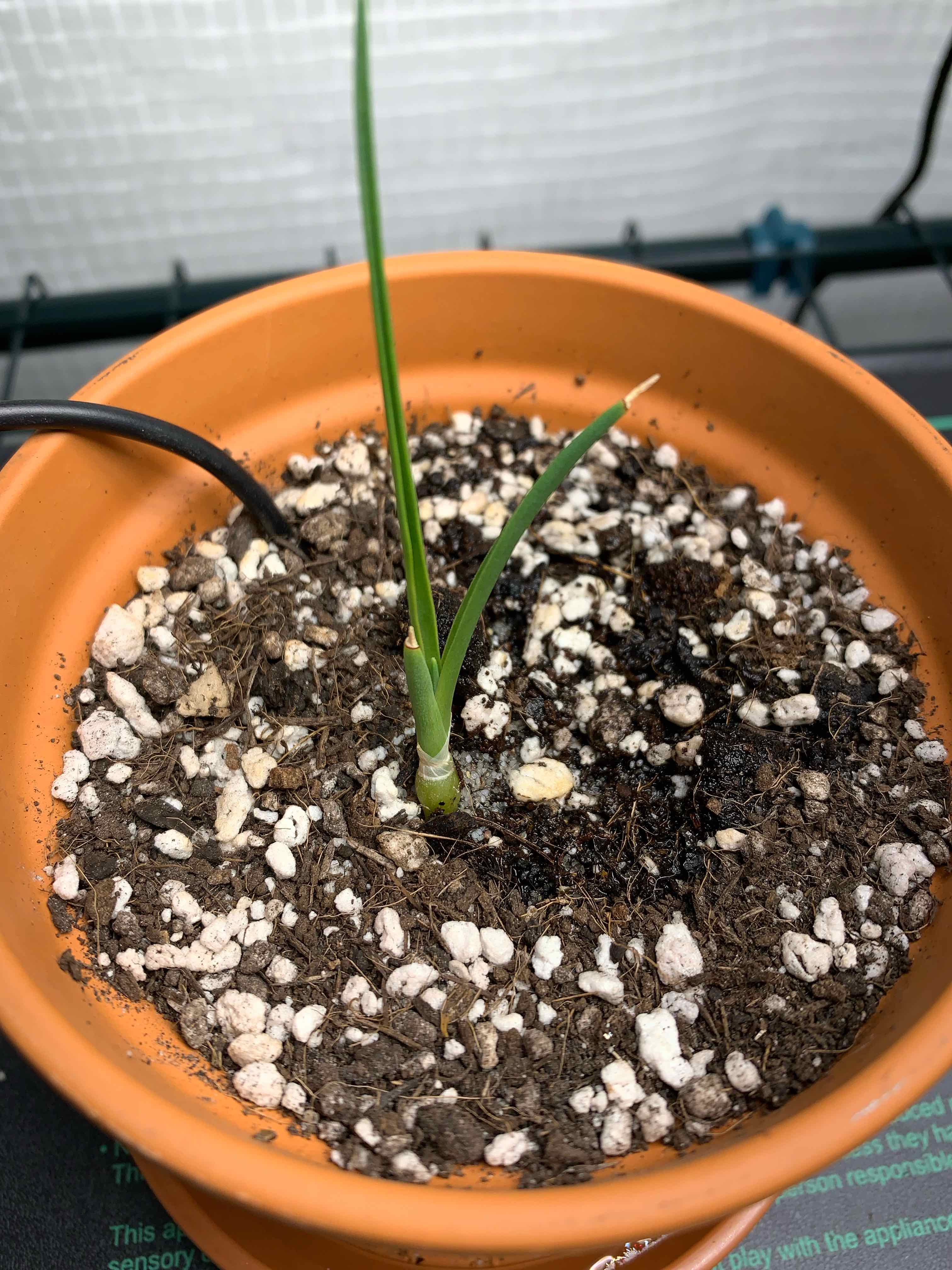 Photo of the plant species Dragon Blood Tree by @b00kw00d named Drogo on Greg, the plant care app