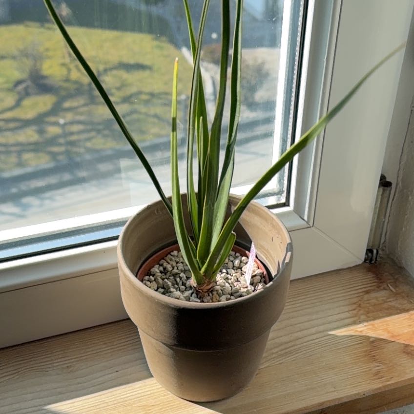 Photo of the plant species Dragon Blood Tree by @b00kw00d named Drogon on Greg, the plant care app