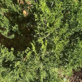Photo of the plant species Spartan juniper by @PeakOmnom7 named Homer on Greg, the plant care app