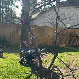 Photo of the plant species Forest Pansy Redbud by @PeakOmnom7 named Oscar on Greg, the plant care app