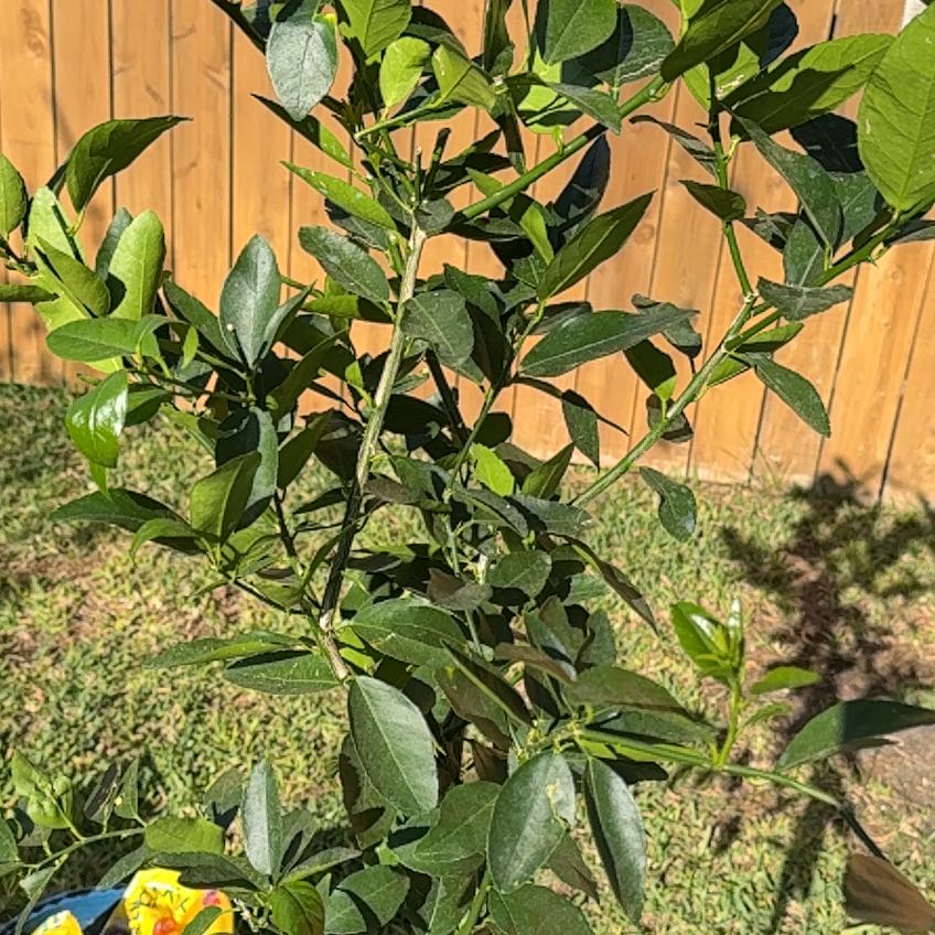 Photo of the plant species Persian Lime by @PeakOmnom7 named Tupot amaroot on Greg, the plant care app