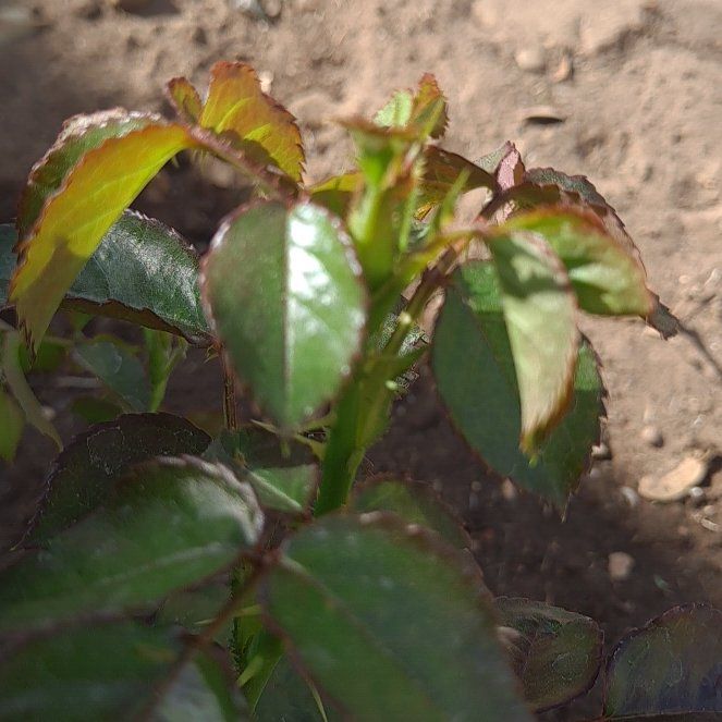 Photo of the plant species True Sincerity by @ExoticBushpoppy named Plato on Greg, the plant care app