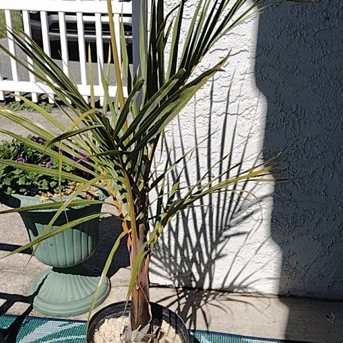 Photo of the plant species Palm by @GracedSaguaro72 named Walt on Greg, the plant care app