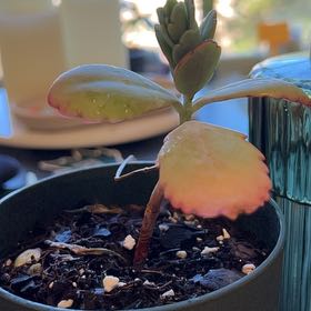 Photo of the plant species Kalanchoe 'Fire Rainbow' by @ValidLukasikii named Xena on Greg, the plant care app