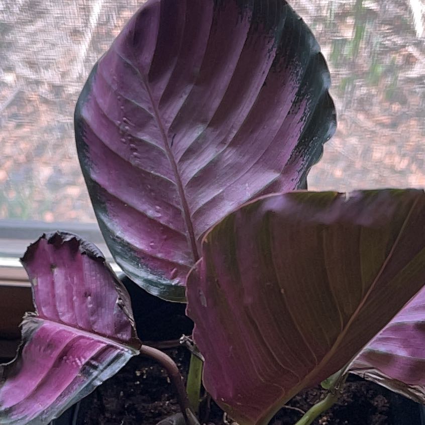 Photo of the plant species Rose Painted Calathea by @TotalFord33 named Orwell Cabbage on Greg, the plant care app