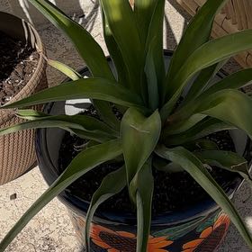 Photo of the plant species Smooth Agave by @MarkedPetunia75 named Morgan Treeman on Greg, the plant care app