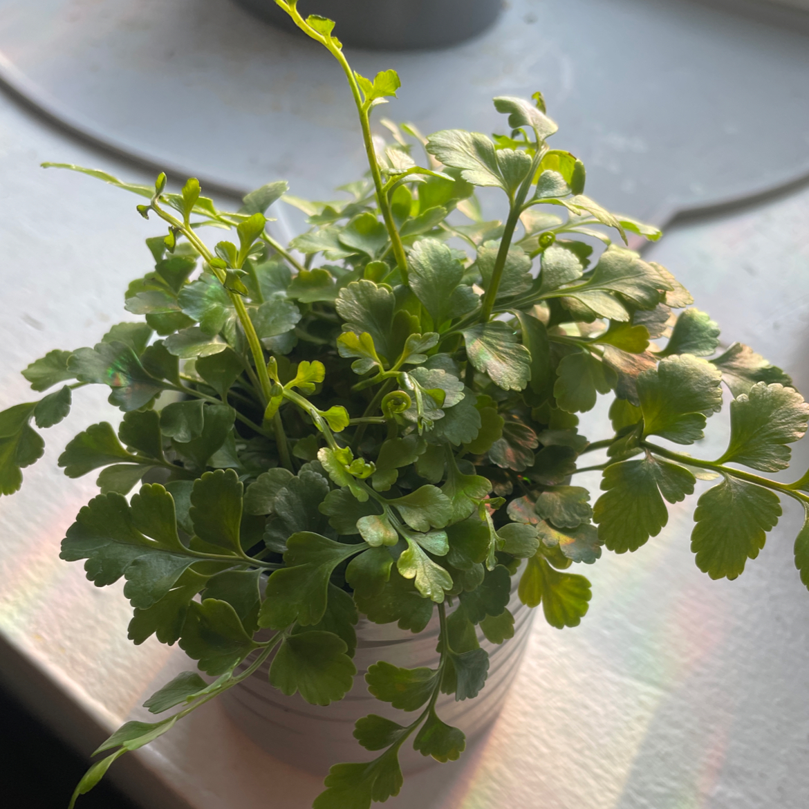 Photo of the plant species Mother Fern by @skyelily named Lola on Greg, the plant care app
