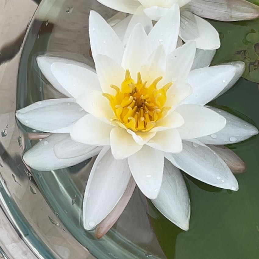 Photo of the plant species European White Waterlily by @LightAnahaw41 named Emerson on Greg, the plant care app