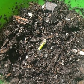Photo of the plant species Common Sunflower 'Russian Mammoth' by @BetterFrithia99 named Surya on Greg, the plant care app