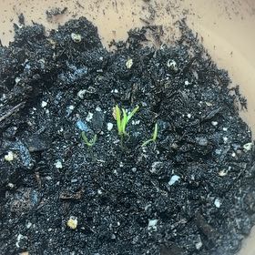 Photo of the plant species Chantenay Red Cored Carrot by @BetterFrithia99 named Kardashian on Greg, the plant care app