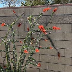 Photo of the plant species Ocotillo by @VividRedfir60 named Kardashian on Greg, the plant care app