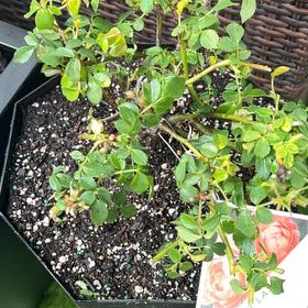 Photo of the plant species Rose by @TimelyCowshorn named Orange Rose At Last on Greg, the plant care app